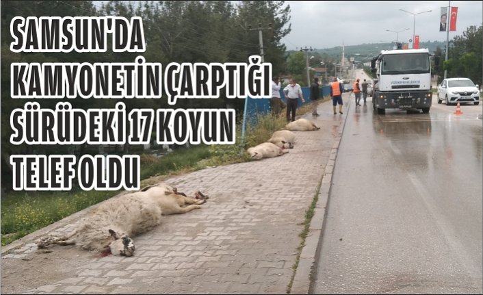 Samsun'da kamyonetin çarptığı sürüdeki 17 koyun telef oldu