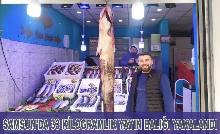 Samsun'da 33 kilogramlık yayın balığı yakalandı