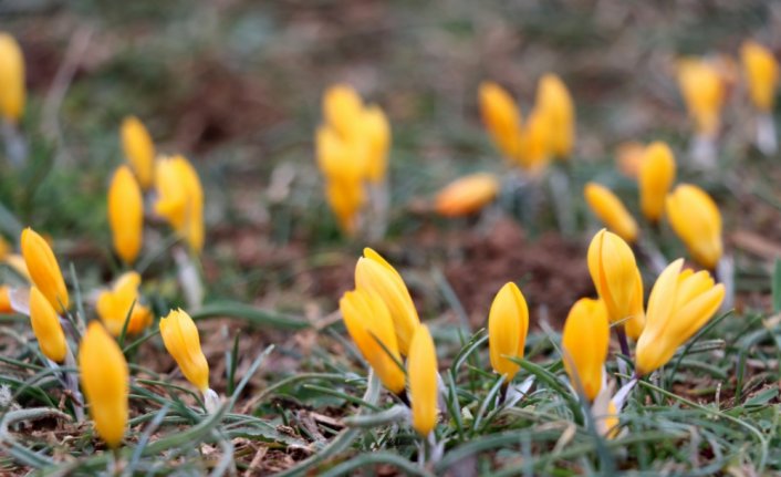 Karabük'te baharın müjdecisi çiğdemler çiçek açtı