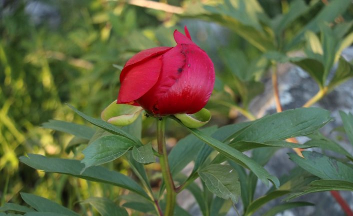 Karabük'te koruma altındaki “ayı gülü“ çiçek açtı