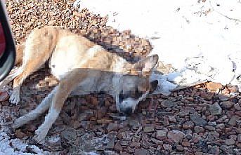 Karabük'te 5 köpek ve bir koyunun ölü bulunmasına ilişkin inceleme başlatıldı