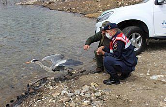 Kastamonu'da tedavisi tamamlanan gri balıkçıl ve kerkenez doğaya salındı