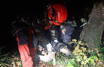Giresun'da uçuruma düşen köpek AKUT ekiplerince kurtarıldı