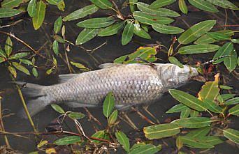 Balık ölümleri görülen Bolu'daki Çubuk Gölü'nden numune alındı