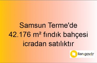 Samsun Terme'de 42.176 m² fındık bahçesi icradan satılıktır