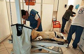 Giresun'da bacağı kırılan köpek Samsun'da tedavi...