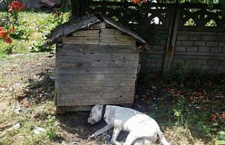 Dogo cinsi köpek kulübesinde öldürülmüş halde...