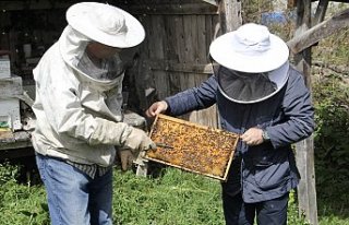 İklim değişikliği ve gal arısı zararlısı kestane...