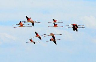 Tuz Gölü yazlıkçı flamingoları ağırlamaya...