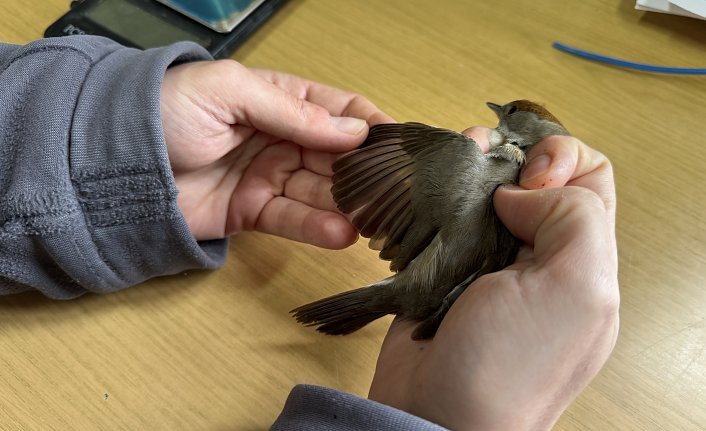 Kızılırmak Deltası'nda 22 yılda 200 binin üzerinde kuş halkalandı