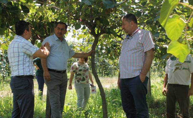 Bartın’da kivi yetiştiriciliği