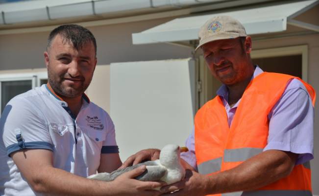 Terme'de yaralı martı tedavi ediliyor