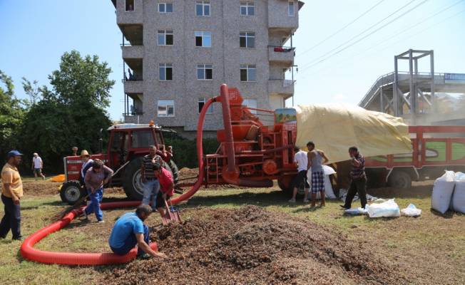 Fındık patoza girmeye başladı