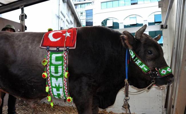 Türkiye Boğa Güreşleri Şampiyonasına doğru