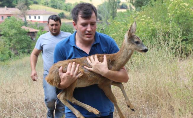 Yaralı karaca ve peçeli baykuş doğaya salındı