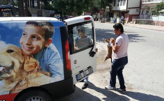 Yaralı köpeğe belediye sahip çıktı