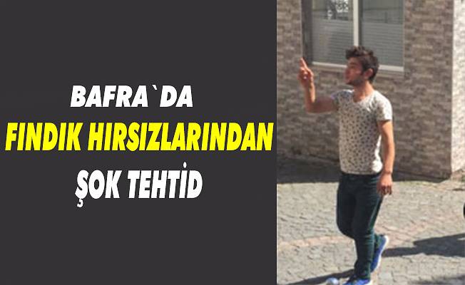 Bafra`da fındık hırsızlarının rahat tavırları dikkat çekti