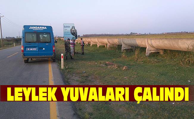 Leylek Yuvaları çalındı