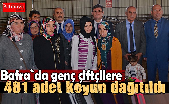 Bafra`da genç çiftçilere 481 adet koyun dağıtıldı