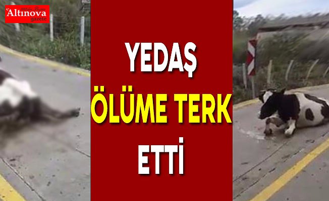 Yedaş ölüme terk etti