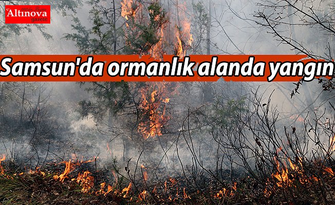 Samsun'da ormanlık alanda yangın