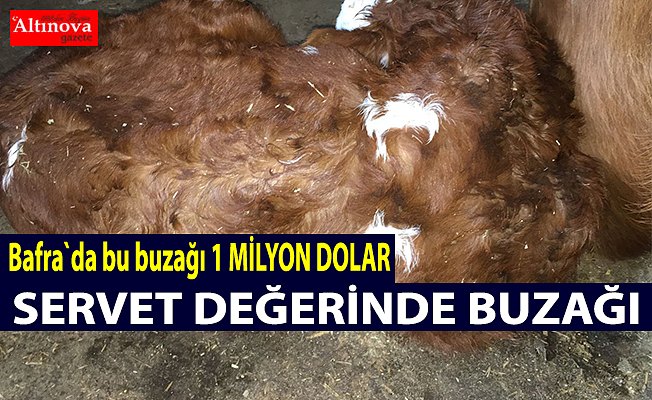 Bu buzağı 1 milyon dolar