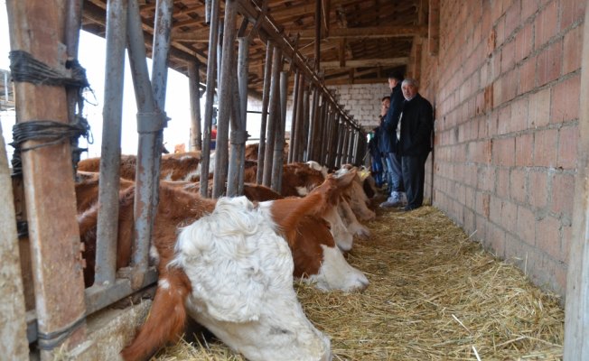 Elektrik akımına kapılan 14 büyükbaş hayvan telef oldu