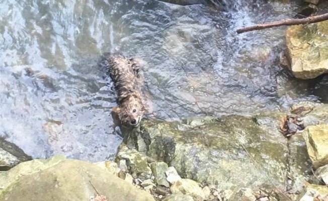 Köpeklerin saldırısına uğrayan tilki tedavi altına alındı