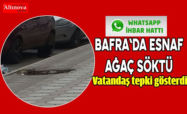 Bafra`da esnaf ağaç söktü