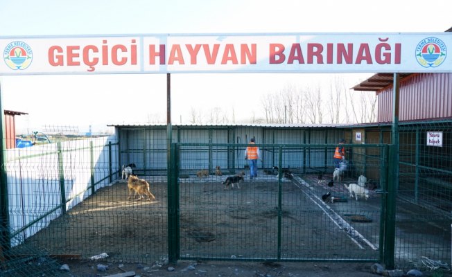 Terme'de geçen yıl bin sokak hayvanının bakımı yapıldı