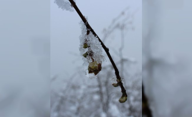 Giresun Ziraat Odası Başkanı Karan: