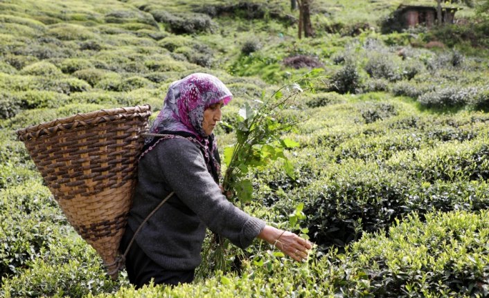 2018 yılı yaş çay alım kampanyası başladı