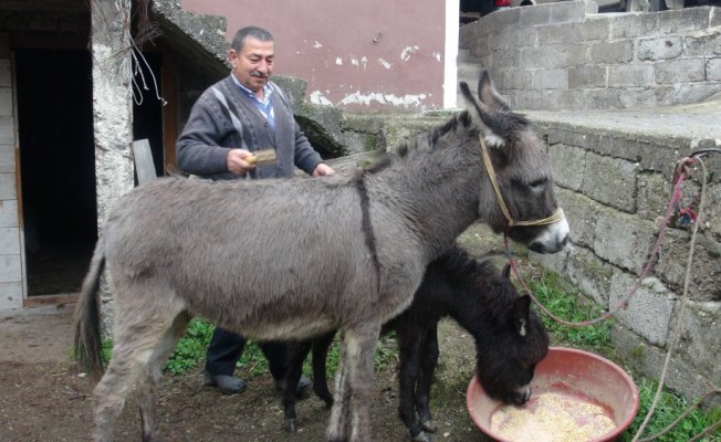 Geçimini eşek sütü satarak sağlıyor