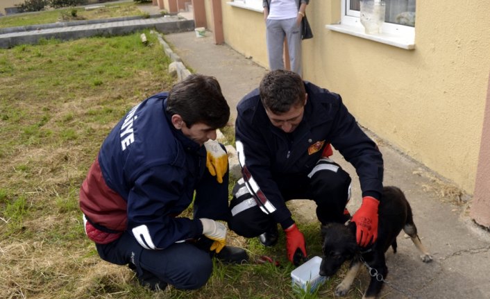 Kafası bidona sıkışan köpeğe itfaiye yardım etti