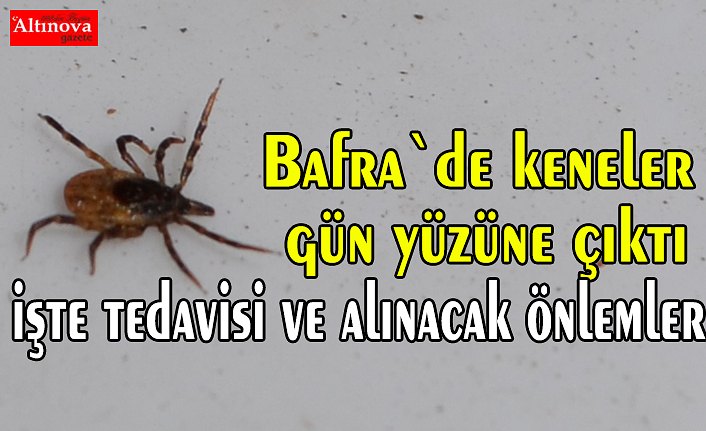 Kene Isırması Belirtileri, Tedavisi Ve Alınacak Önlemler