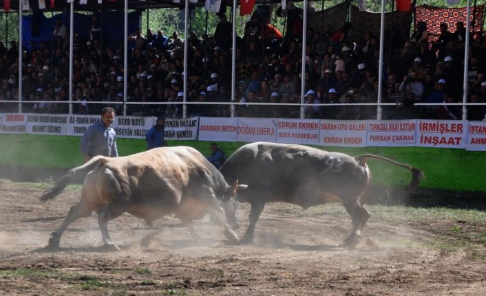 Yusufeli Geleneksel Derekapı Boğa Güreşleri