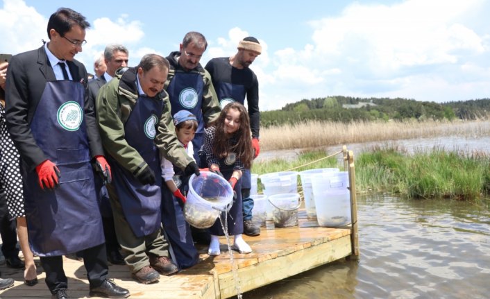 Abant Gölü'ne 100 bin Abant alası bırakıldı