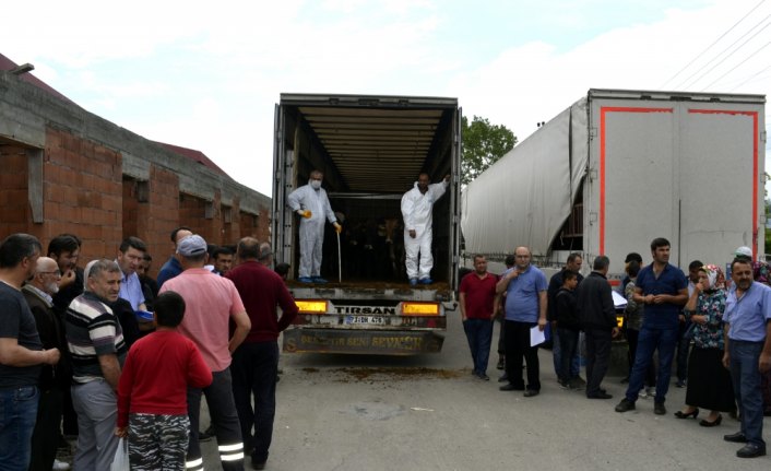 Alaplı'da hibe düve dağıtımı