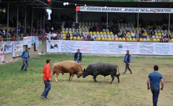 Artvin'de boğalar güreşti