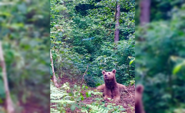 Artvin'de domuz kapanına düşen boz ayı kurtarıldı