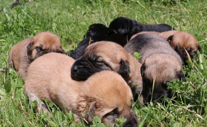 Annesiz kalan yavru köpekleri biberonla besliyor