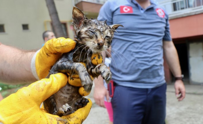 Boruya sıkışan yavru kediyi itfaiye kurtardı