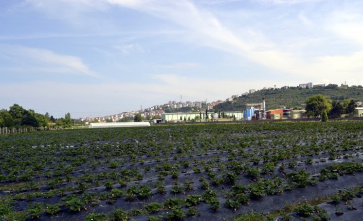 Fındığa alternatif süs bitkisi ve Trabzon hurması