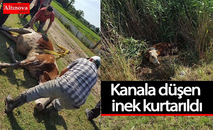 Kanala düşen inek kurtarıldı