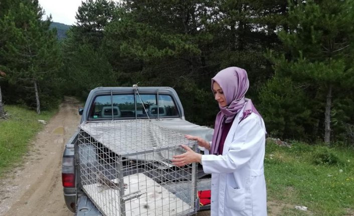 Tedavi edilen atmaca doğaya salındı