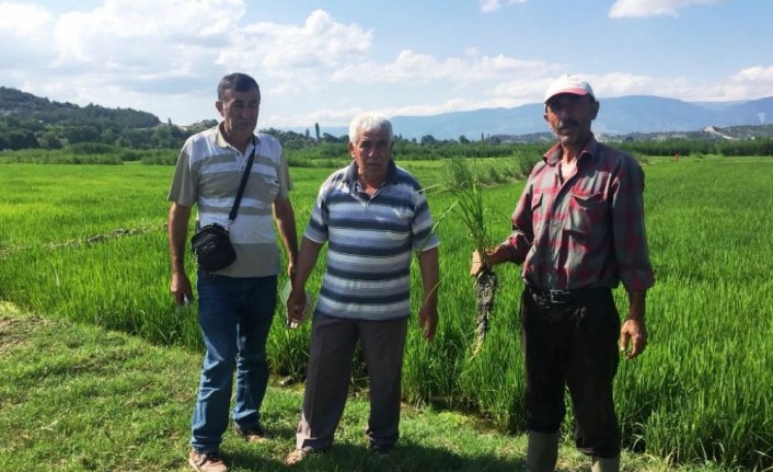 Boyabat'ta çeltik üreticileri bilgilendirildi