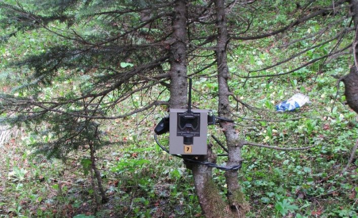 Ilgaz Dağı Milli Parkı fotokapanlar ile izlenecek