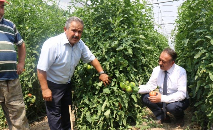 Tarım Müdürü Sarı, seraları gezdi