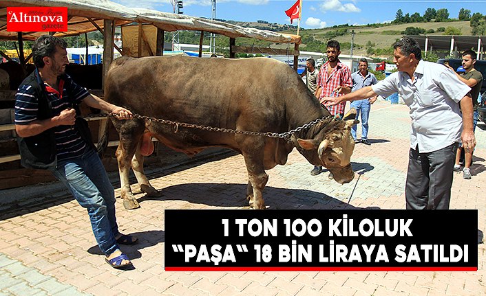 1 ton 100 kiloluk "Paşa" 18 bin liraya satıldı