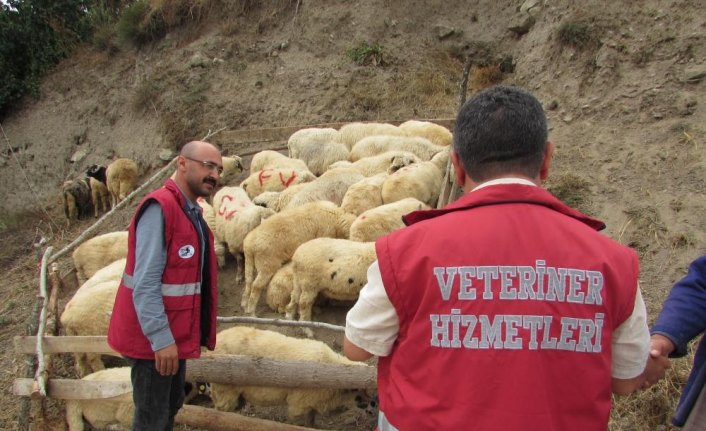 Kavak'ta kurban pazarı kuruldu